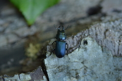 Platycerus oregonensis