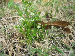 Sagina japonica