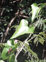 Aristolochia triangularis