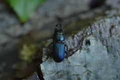 Platycerus oregonensis