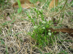 Sagina japonica