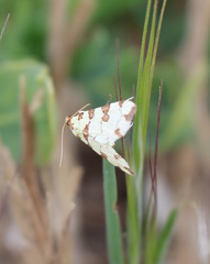 Conchylodes octonalis