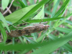 Nomophila noctuella