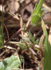 Conchylodes octonalis