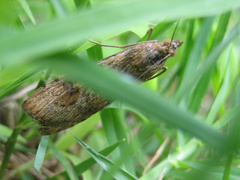 Nomophila noctuella