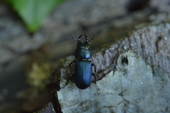 Platycerus oregonensis