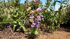 Penstemon spectabilis spectabilis