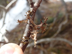Tuckermanopsis subalpina