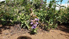 Penstemon spectabilis spectabilis