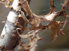 Tuckermanopsis subalpina
