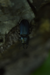 Platycerus oregonensis