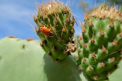 Araneus detrimentosus