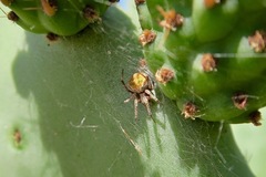 Araneus detrimentosus