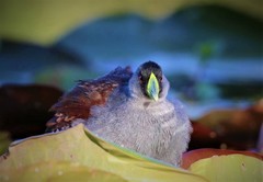 Porphyriops melanops crassirostris