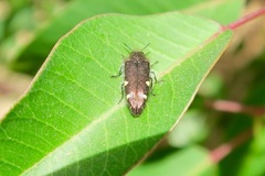 Acmaeodera prorsa