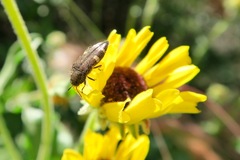 Acmaeodera prorsa