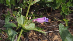 Penstemon spectabilis spectabilis