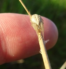 Larinia borealis