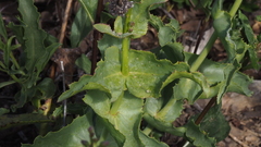 Penstemon spectabilis spectabilis