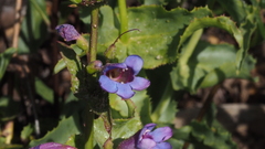 Penstemon spectabilis spectabilis