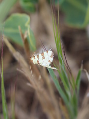 Conchylodes octonalis