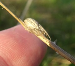 Larinia borealis