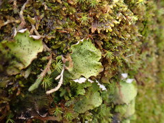 Peltigera britannica