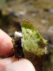 Peltigera britannica