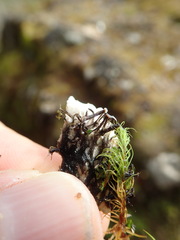 Peltigera britannica