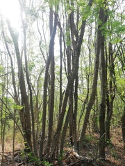Piptadenia retusa