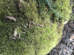 Aporrectodea caliginosa