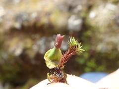 Peltigera britannica
