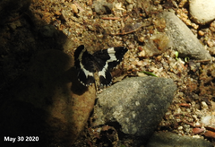Rheumaptera hecate
