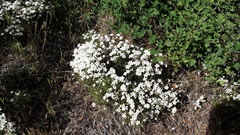 Leptosiphon floribundus glaber