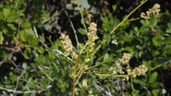 Penstemon spectabilis spectabilis