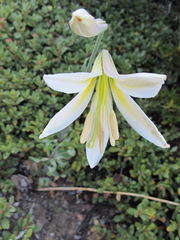 Lilium washingtonianum