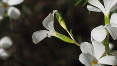 Leptosiphon floribundus glaber