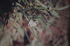 Myoporum platycarpum