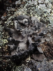 Umbilicaria phaea