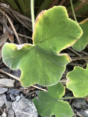 Pelargonium tomentosum