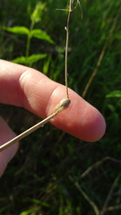 Larinia borealis