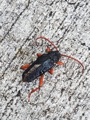 Elateropsis scabrosus