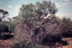 Myoporum platycarpum