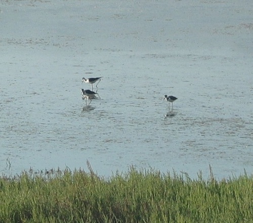 iNaturalist observation photo of Black-necked Stilt