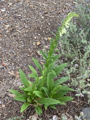 Digitalis lutea
