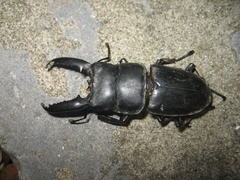 Serrognathus titanus platymelus