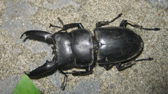 Serrognathus titanus platymelus