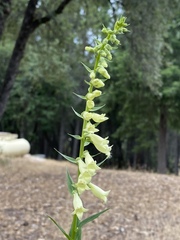 Digitalis lutea
