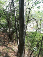 Libidibia sclerocarpa