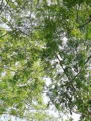 Libidibia sclerocarpa